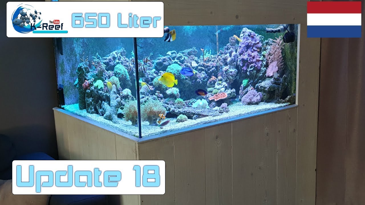 650 liter Zoutwater aquarium /Zeewater aquarium Update 18 YouTube 650 liter Zoutwater aquarium /Zeewater aquarium Update 18 YouTube