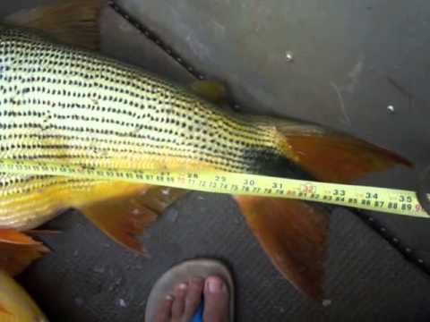 Pescaria de Dourado, Corumba IV GO.
