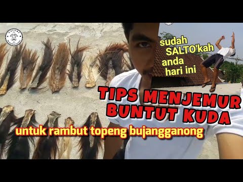 CARA MENJEMUR BUNTUT KUDA YANG BAIK DAN BENAR