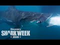 This Hammerhead Is MASSIVE | Shark Week