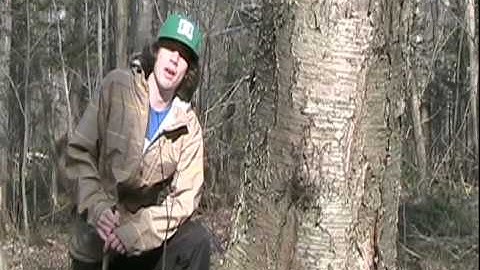 Yellow Birch: all you want to know about it