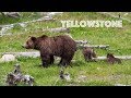 Yellowstone Adventure 2019