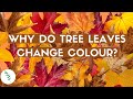 What Happens to Trees in Autumn?