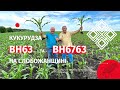 Кукуруза ВН63 та ВН6763 в господарстві ПСП "Орільське" Харківської обл.