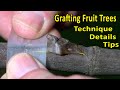 Chipbud easy grafting technique  peach plum citrus kiwi grape fig  fruit tree grafting