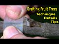 CHIP-BUD EASY GRAFTING TECHNIQUE | Peach, Plum, Citrus, Kiwi, Grape, Fig | FRUIT TREE GRAFTING