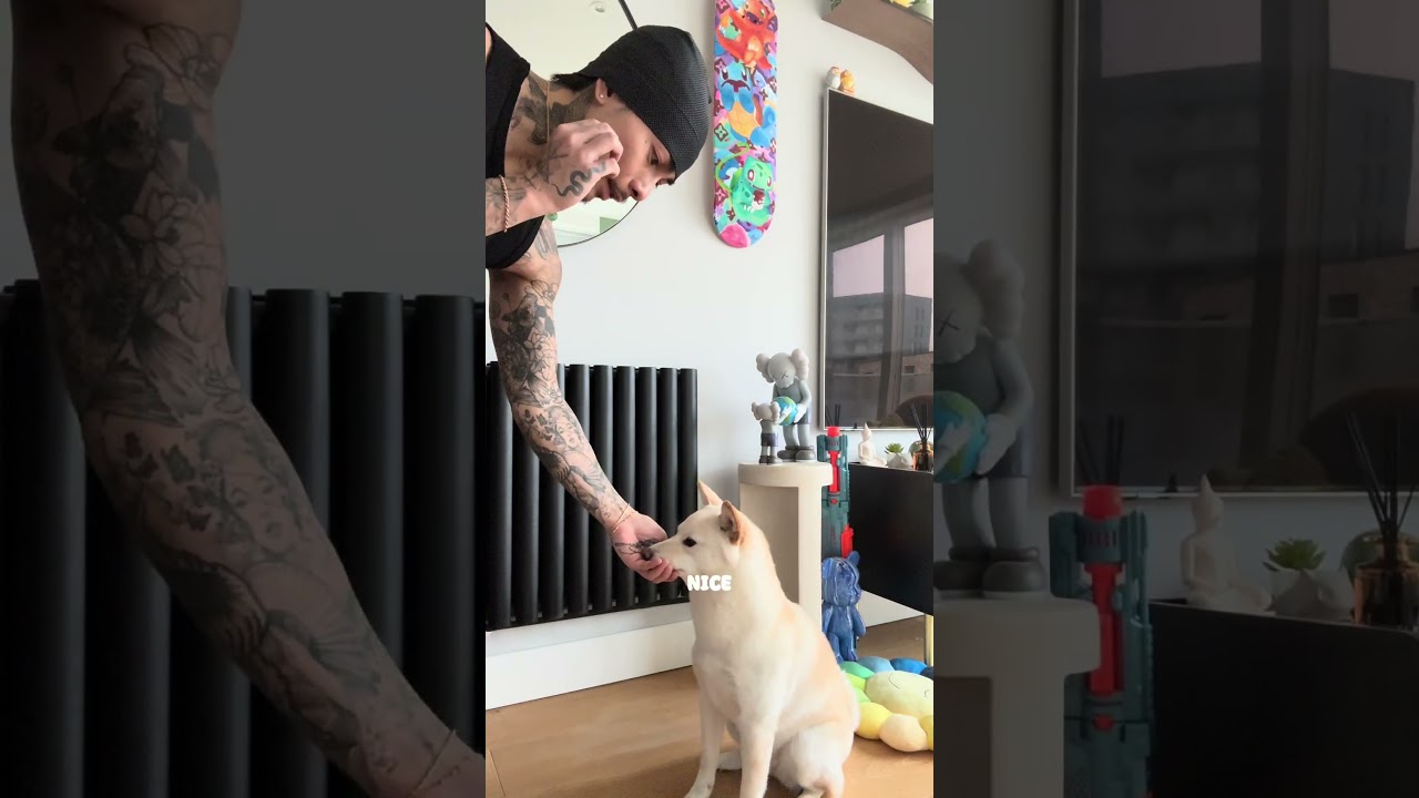 She knows how to turn be but I forgot to ask her to do it #london #dogbreed #shibainu #shiba