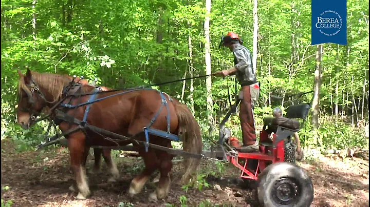Horse Logging Explained by Jason Rutledge