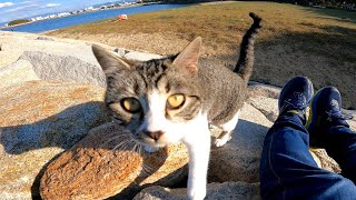 防波堤の野良猫ちゃん、岩場に座るとモフられに寄ってきてカワイイ