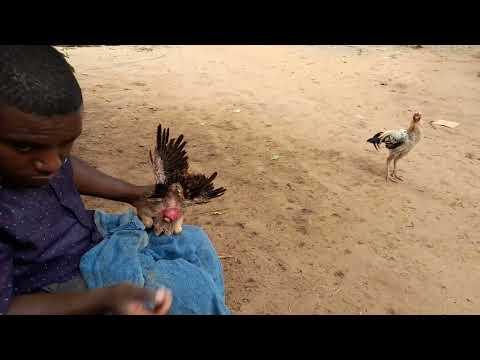 Yai Lilikwama Kutagwa Daktari Akasaidia Cloacal Prolapse In A Laying Chicken