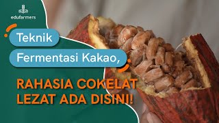 Tahapan Lengkap Fermentasi Kakao yang Baik, Petani Auto Cuan!