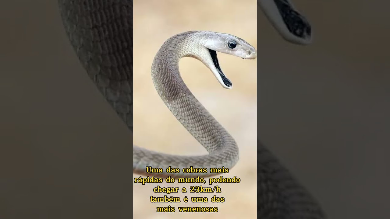 Conheça as 3 cobras mais venenosas do mundo