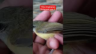 Bamboo Cicrak Bird Review