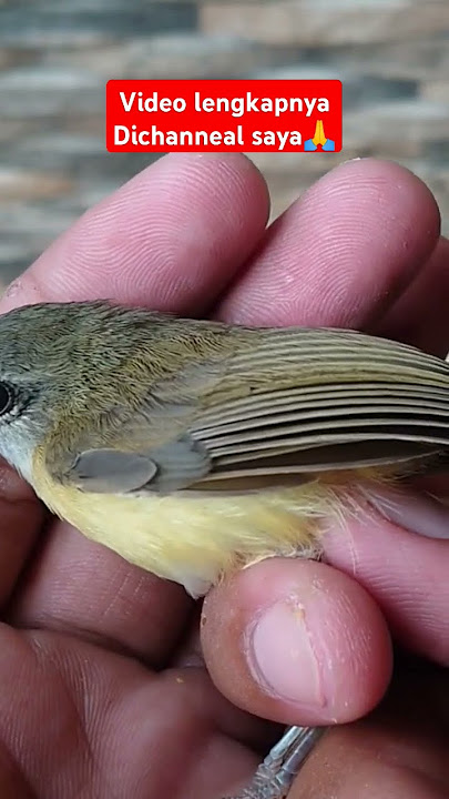 BAMBOO CICRAK BIRD REVIEW