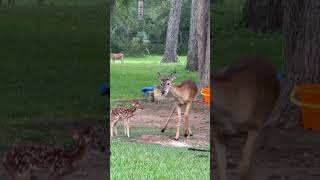 Fawn season 🦌 #viral #reel #backyardchickens #shorts