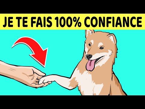 Vidéo: Taille normale et poids d'un furet adulte