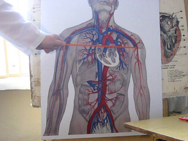 Артериальная система (ЗБМК)