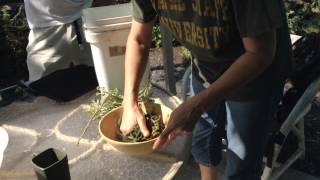 How to Make Fermented Plant Juice (FPJ) | KNF Recipe
