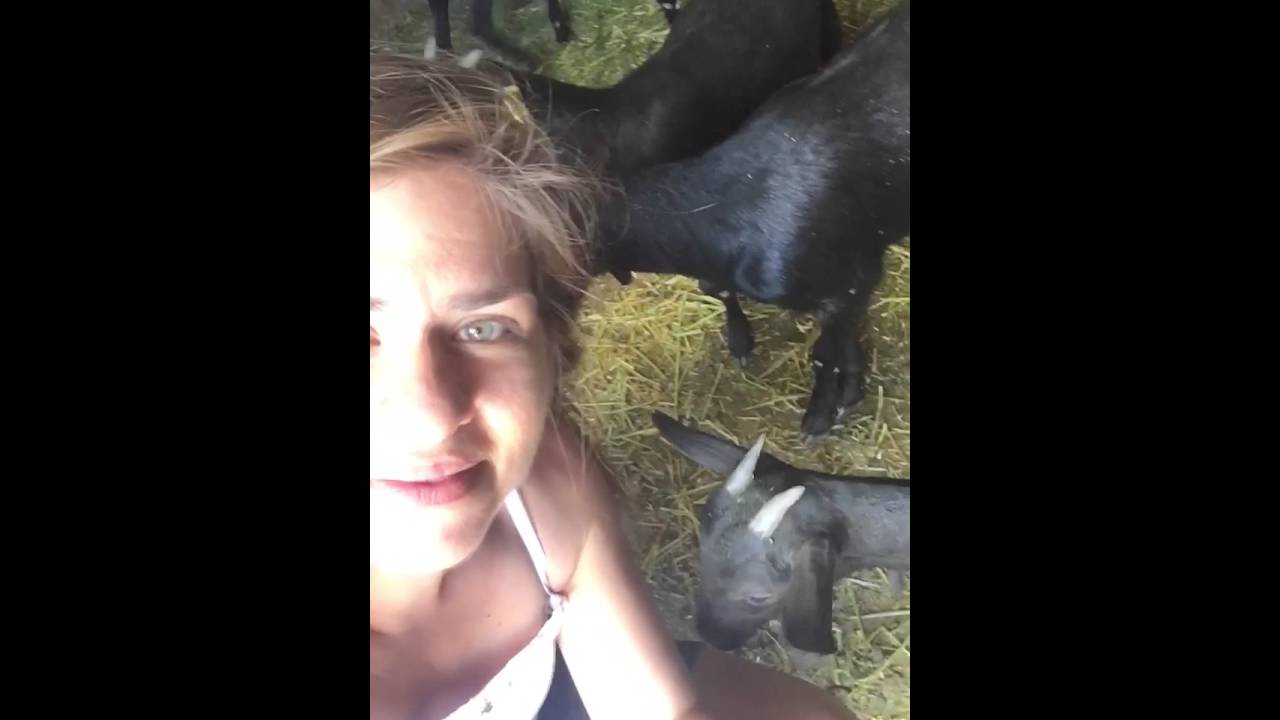 Baby goats eating girl's hair YouTube