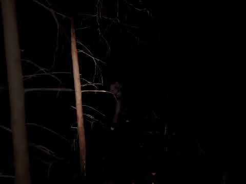 Shooting a .308 at night #shorts #draco