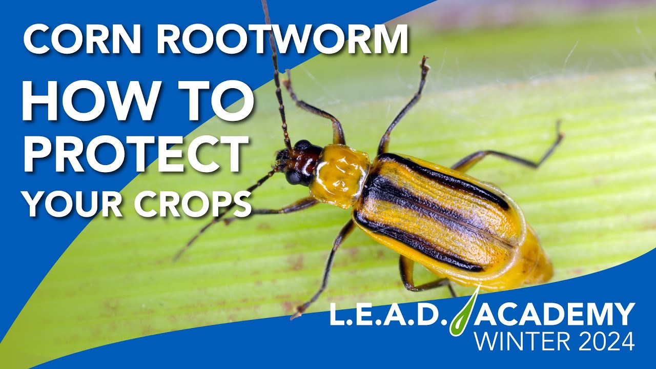 Corn Rootworm Protection Tips to Control Corn Rootworm - YouTube