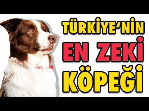 Türkiye'nin En Zeki Köpeği Max - Şampiyon Köpek OHA Diyorum'da