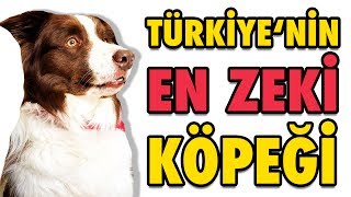 Türkiye'nin En Zeki Köpeği Max  Şampiyon Köpek OHA Diyorum'da