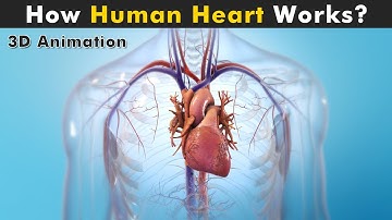 Human Heart Anatomy And Physiology | How Human Heart works? (3D Animation)