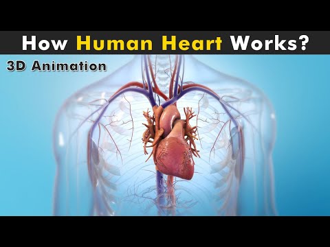 হিউম্যান হার্ট অ্যানাটমি অ্যান্ড ফিজিওলজি | মানুষের হার্ট কিভাবে কাজ করে? (3D অ্যানিমেশন)