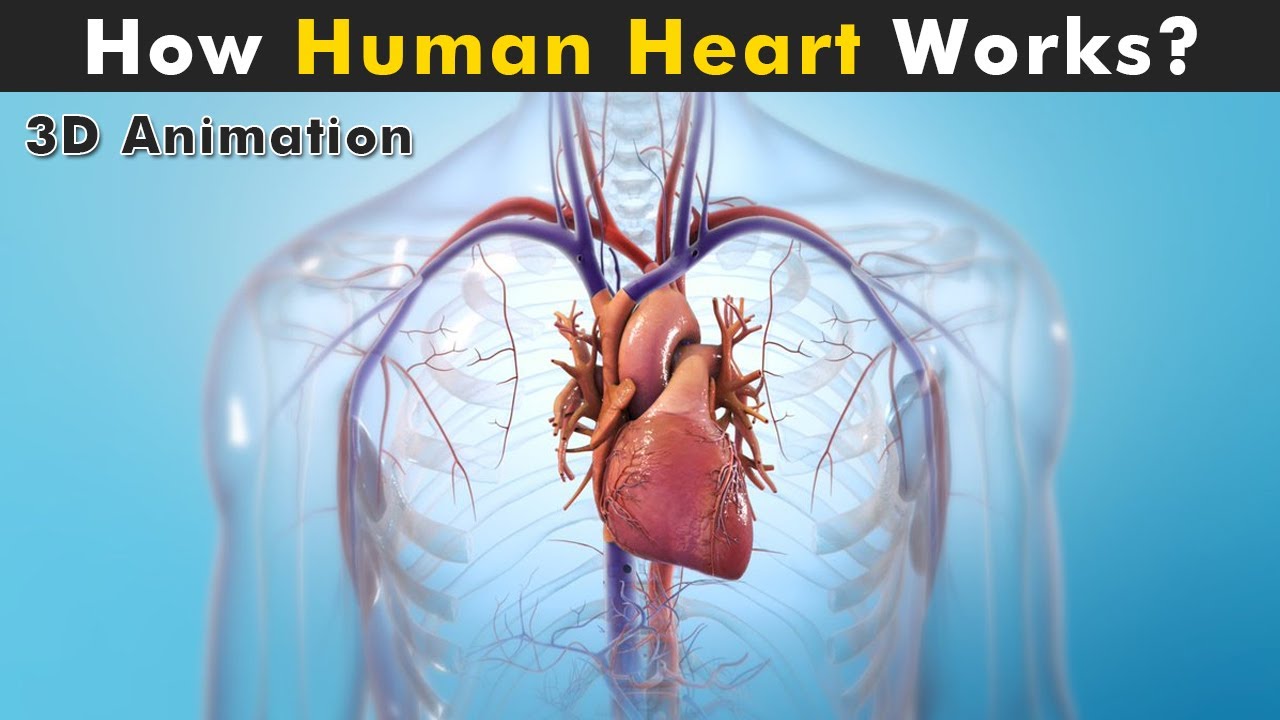 ⁣Human Heart Anatomy And Physiology | How Human Heart works? (3D Animation)