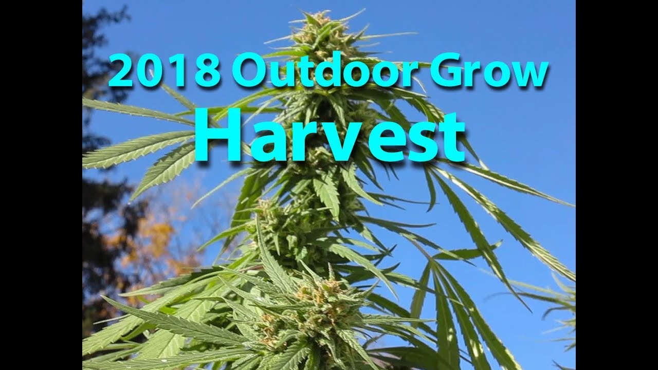 2018 Outdoor Cannabis Grow Harvesting Day