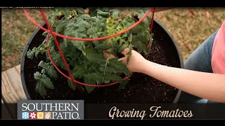 How to Plant Tomatoes in a Whiskey Barrel