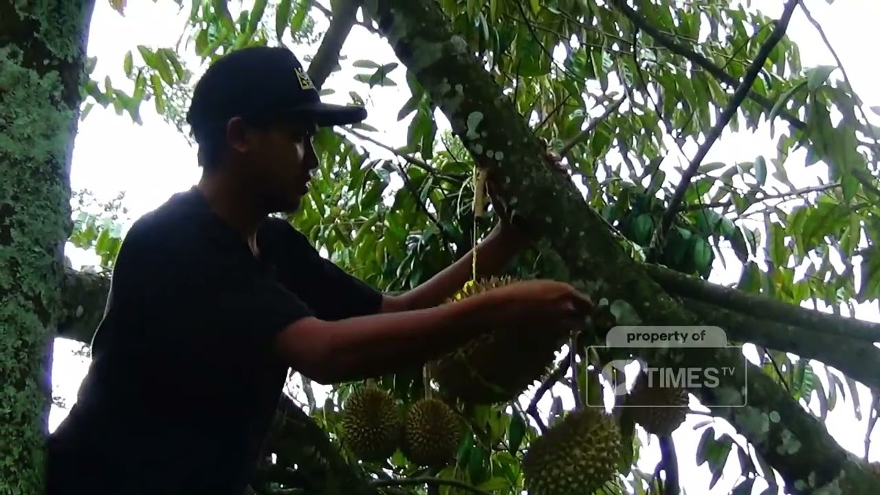 Berburu Durian Simas Wonosalam yang Dipercaya Aman Bagi Kesehatan