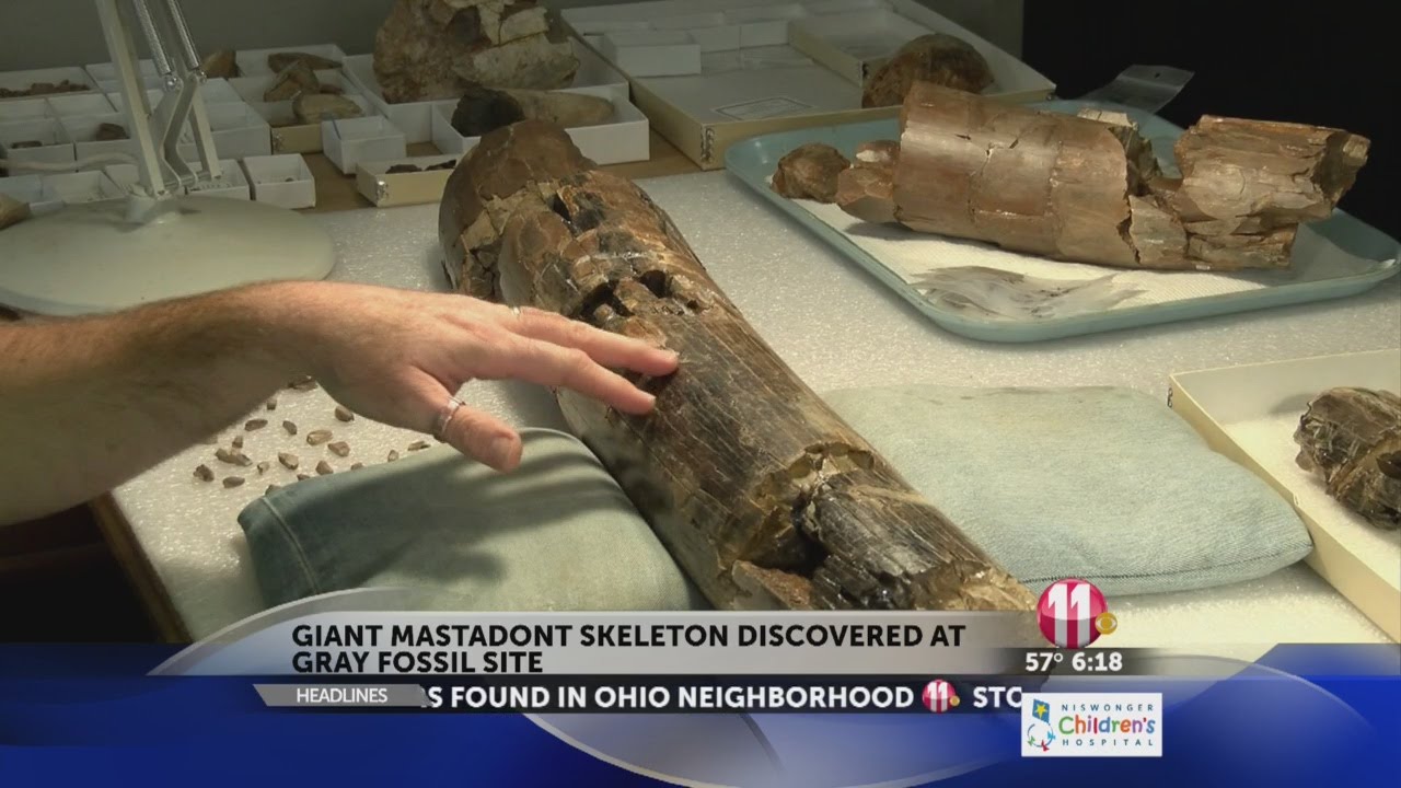 Giant mastodont skeleton discovered at Gray Fossil Site YouTube