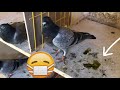 Belgian Racing Pigeons : 2020 Young Pigeons Update | Very Bad Droppings / Sick Birds