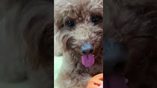 Harry's trick #dog #poodle #tricks #shortvideo