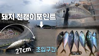 5월 돼지전갱이 낚시 포인트 부산 감천항 동방파제 초입에서 요런 사이즈가!