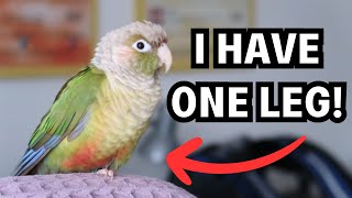 How to Care for a Bird with One Leg - One Legged Parrot Tips and Tricks | BirdNerdSophie AD by BirdNerdSophie 919 views 3 months ago 8 minutes, 4 seconds