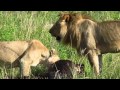Kenia - Memorias de África - Out Of Africa Soundtrack Suite (John Barry)