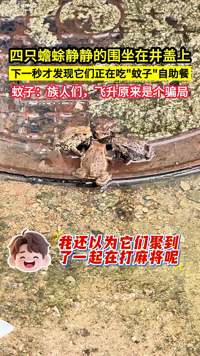 四隻蟾蜍靜靜的圍坐在井蓋上，下一秒才發現它們正在吃'蚊子'自助餐，蚊子：族人們，飛昇原來是個騙局！#shorts