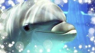 Звуки пеcни дельфинов ☆ для проведения дельфинотерапии (БЕЗ музыки!) - Dolphins sounds and noises