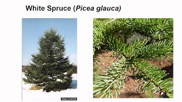 Why are my Spruce trees dying?