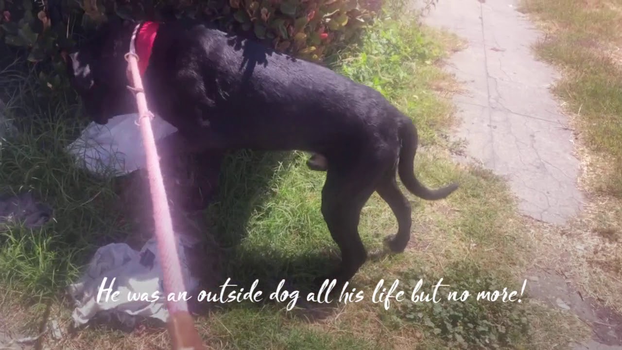 Rescued by The Lovejoy Foundation YouTube