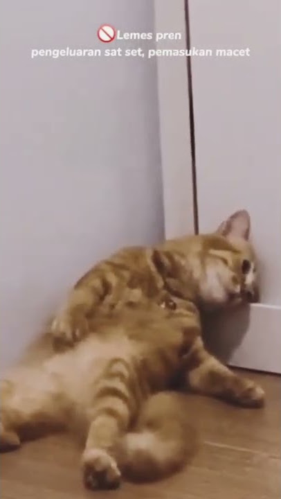 Story WhatsApp 30 detik kucing lemes