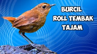 🔴 MASTERAN BURUNG KECIL NEMBAK NGEROL SUARA JERNIH