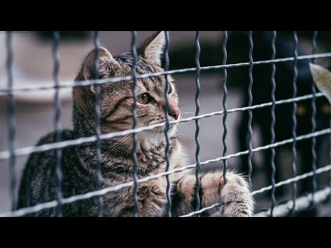 Videó: Keresse meg a tökéletes macskát a menedékházban