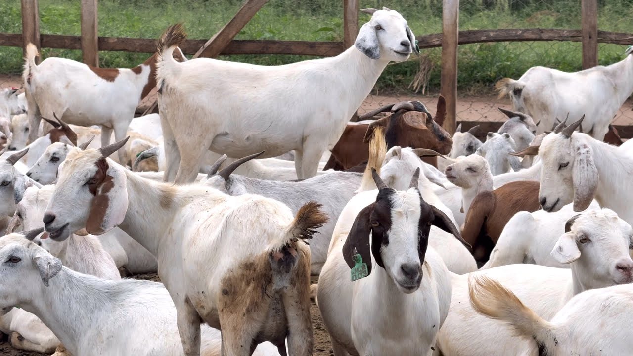 How To Raise So Many Goats on a Tiny Plot – My Secret to Space Smart Goat Farming