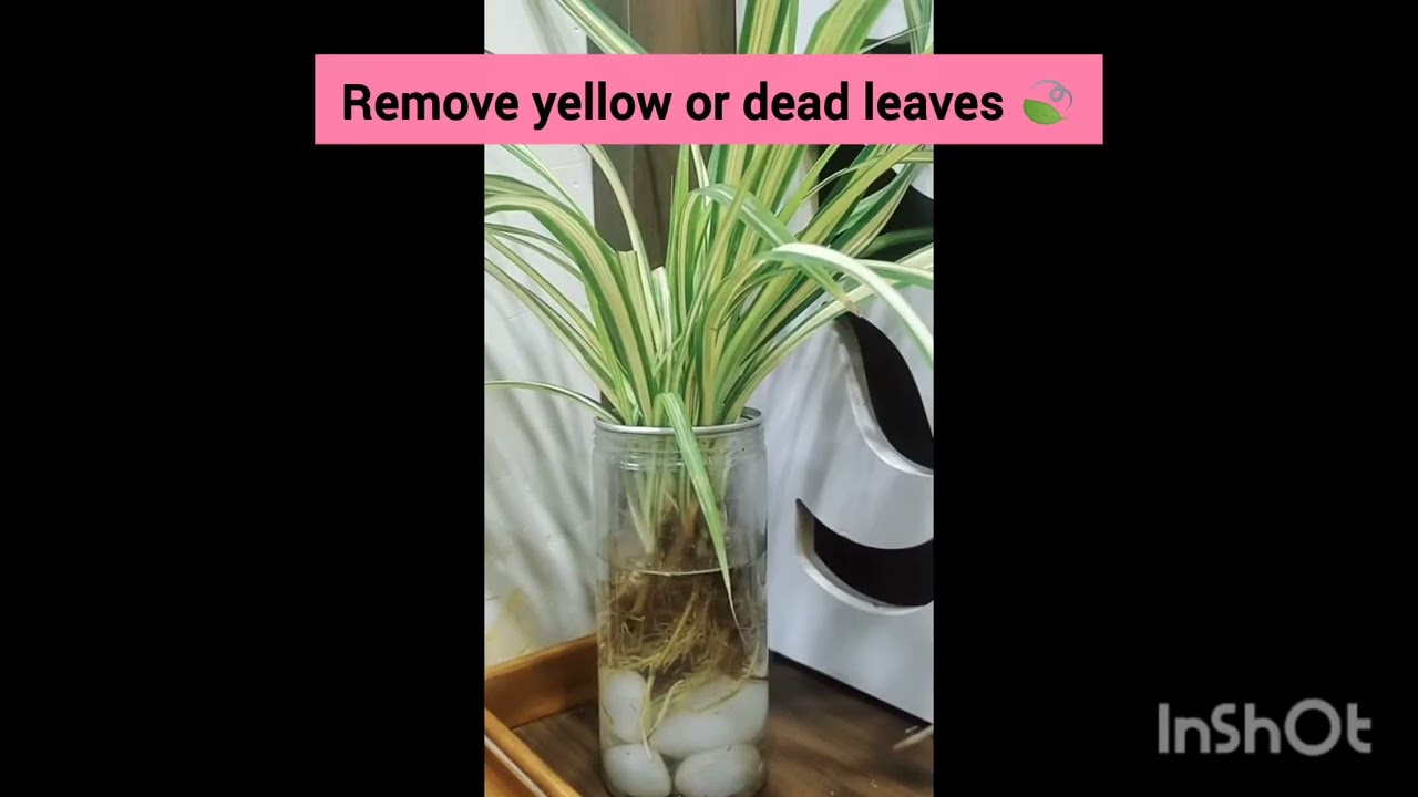 🌱 Best Indoor Plants Care Tips | Snake Plant, Money Plant, ZZ Plant & More