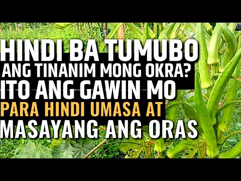 Video: Paano Mapalago Ang Okra Mula Sa Mga Binhi?