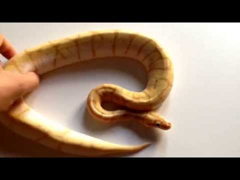 Spider Banana Ball Python